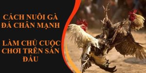 Cách Nuôi Gà Đá Chân Mạnh - Làm Chủ Cuộc Chơi Trên Sàn Đấu