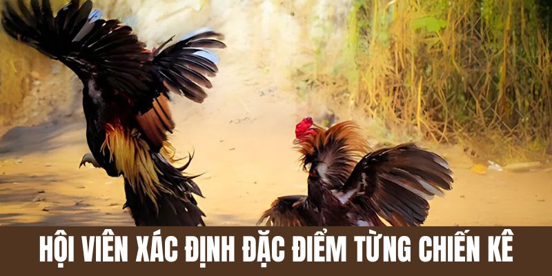 Hội viên xác định đặc điểm từng con gà