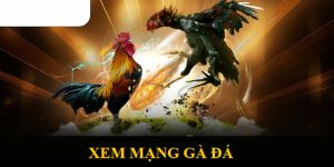 Màu Mạng Gà Đá - Yếu Tố Tâm Linh Trong Chọi Kê Tại GOOD88